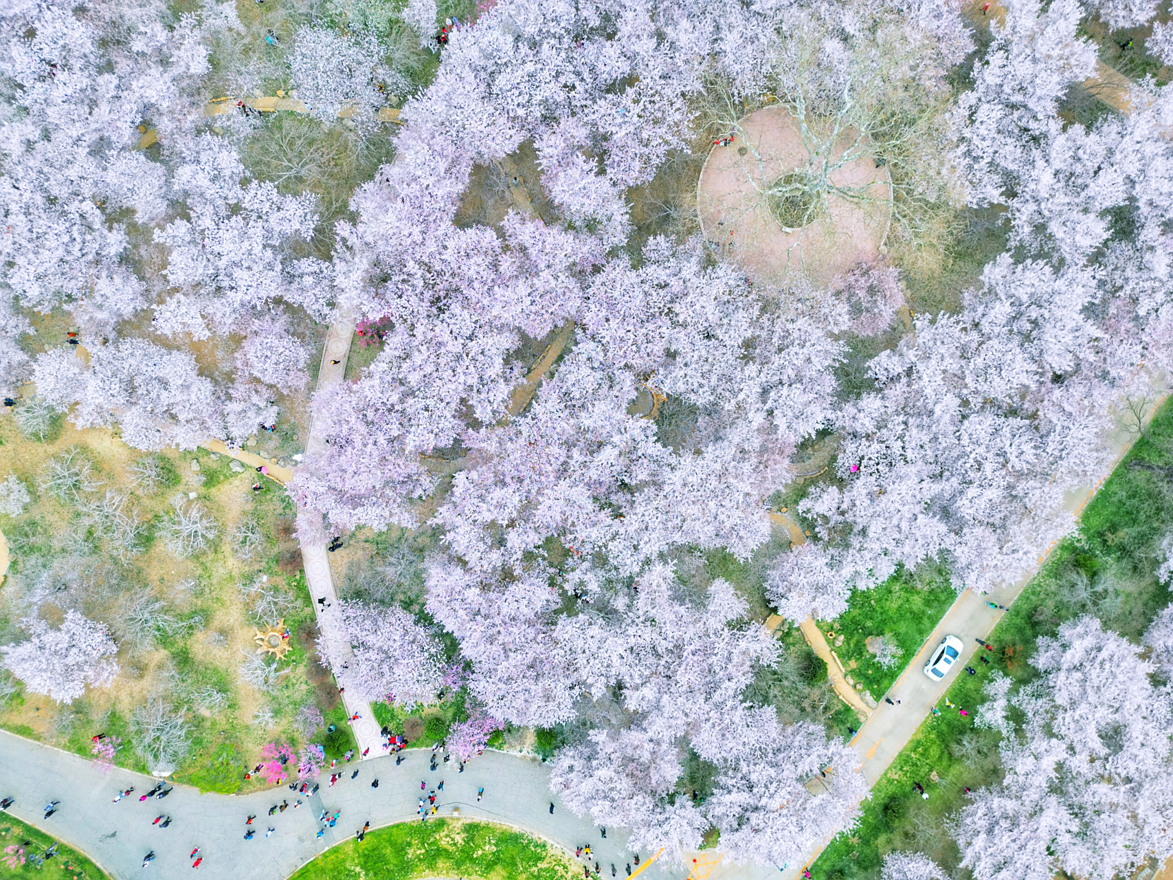 航拍大连龙王塘樱花园,最美樱花观赏地之一,空中俯瞰太美了,看看怎么