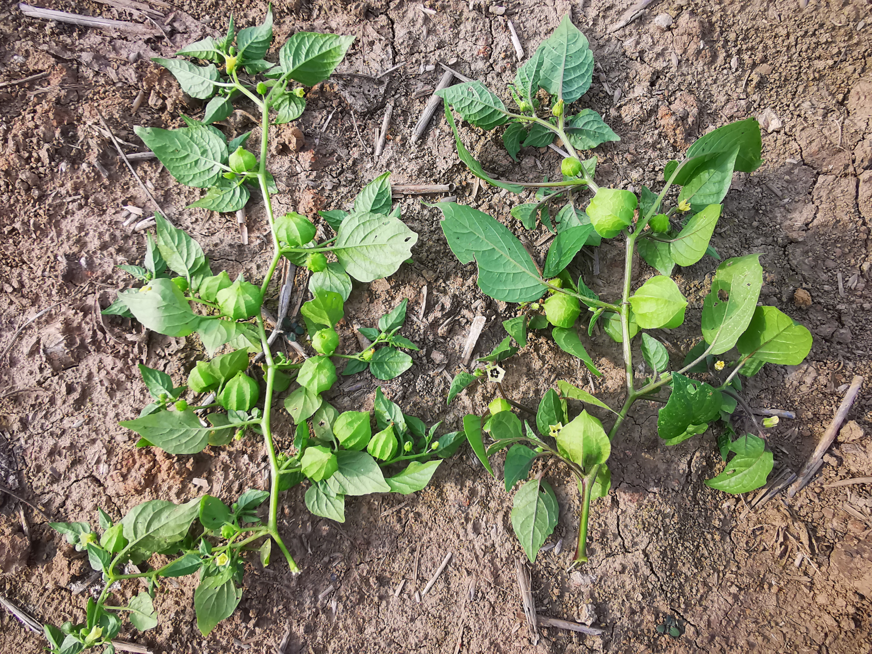与野生香菇娘非常相近,二者同属茄科酸浆属植物,都叫灯笼果,灯笼草