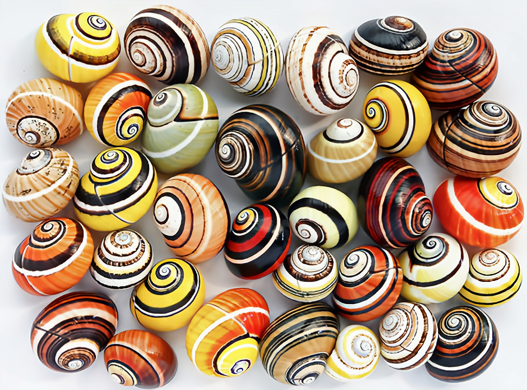 每天认识一种动物——叉线海明蜗牛 叉线海明蜗牛别名古巴彩色蜗牛,是