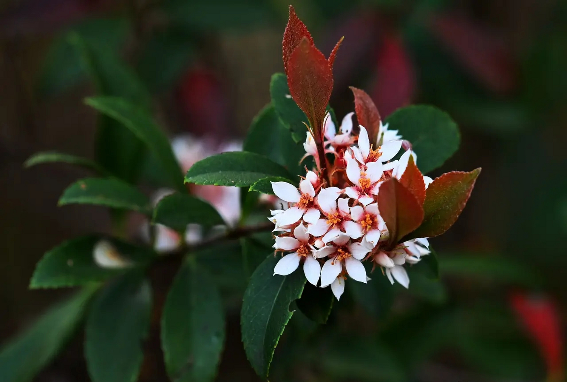 好美丽的石斑木,处处漾着春天的气息  石斑木别名春花,雷公树,报春花