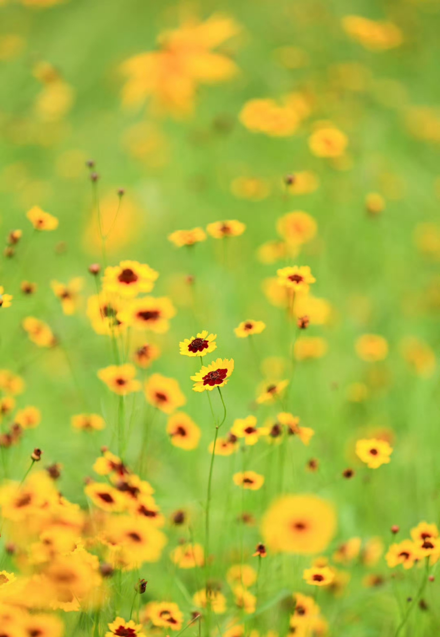奥林匹克森林公园蛇目菊,又叫小波斯菊,金钱菊,孔雀菊,它的花语:恳切