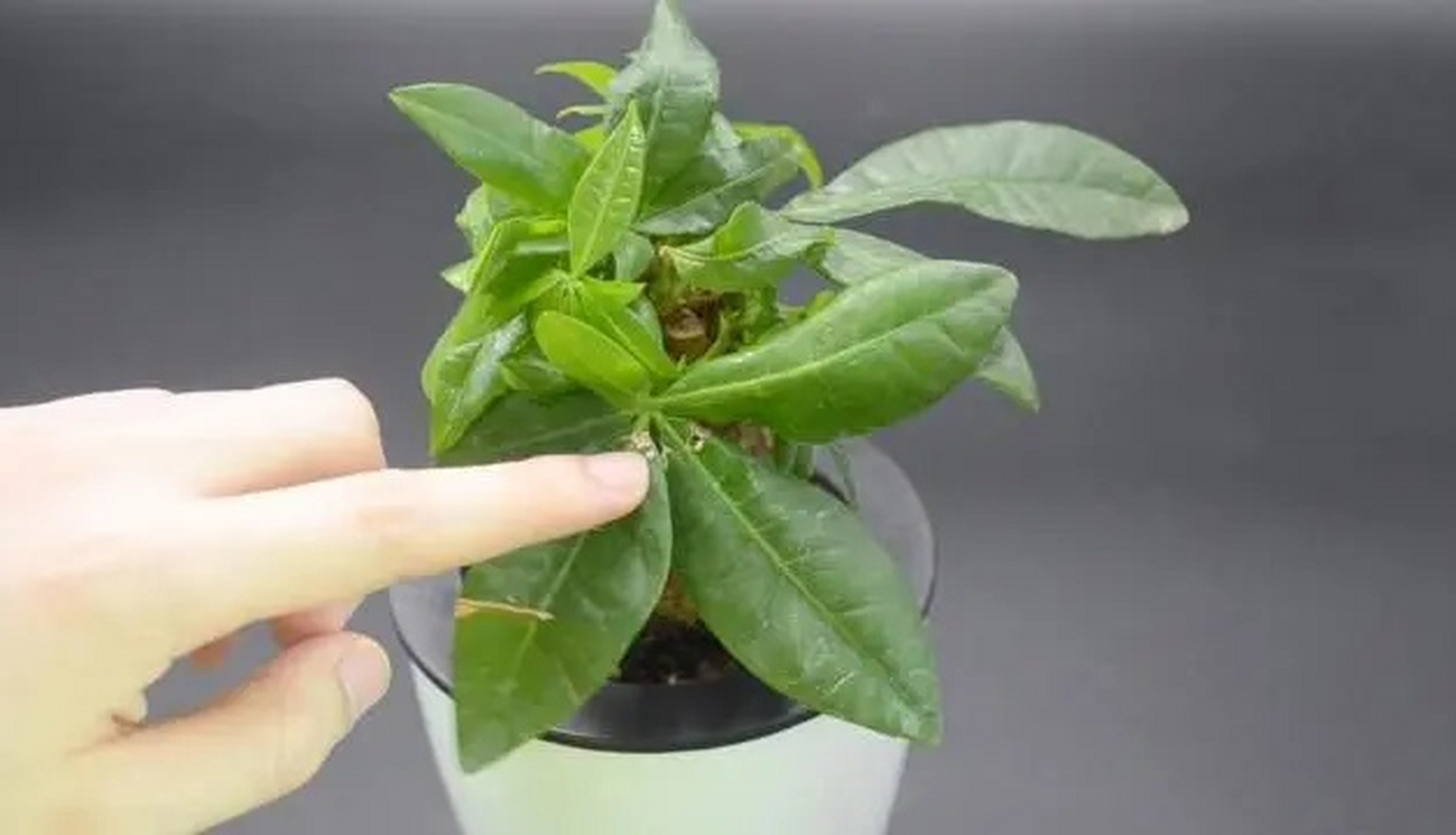 杀虫剂不用花钱买,教你自制杀虫剂,只需一喷,虫子杀死一大片  很多人