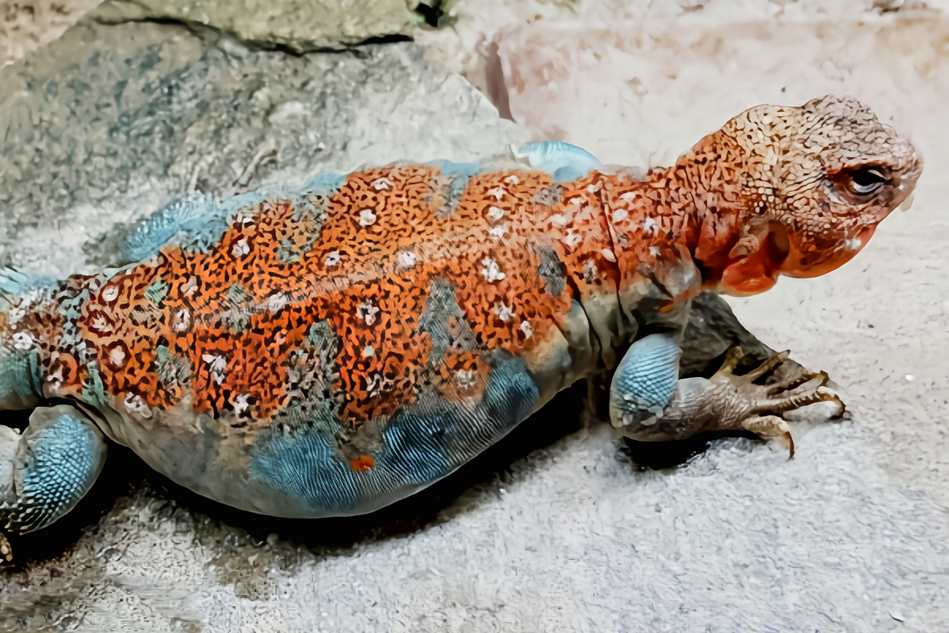 每天认识一种动物——孔雀王者蜥 孔雀王者蜥别名华丽王晰,索马利王者