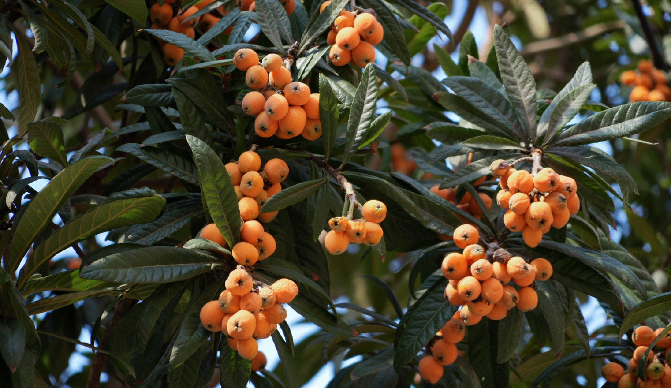 六月的梧桐区,枇杷树大多空了,这里的枇杷还硕果累累,都快晒干了,小鸟