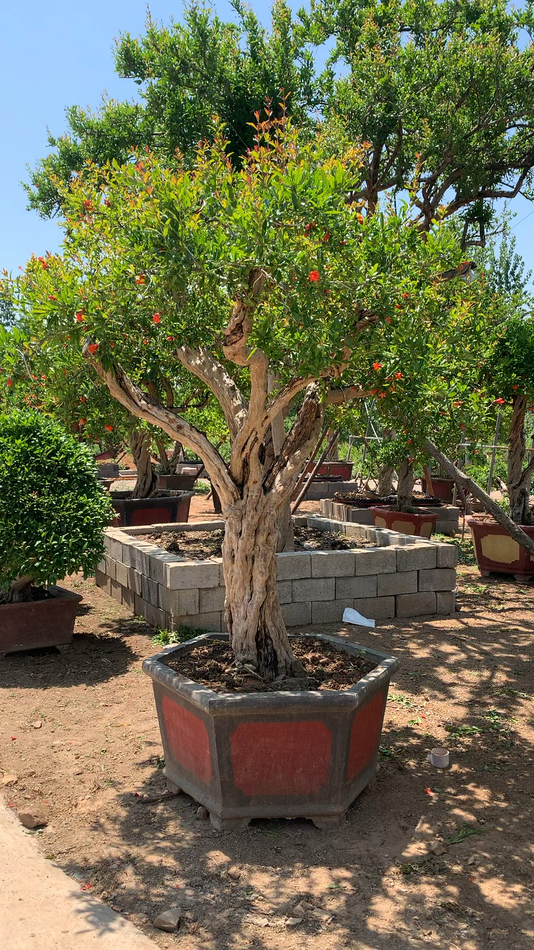 精品大红袍石榴古树,树杆非常漂亮大气,庭院别墅的必备品!-度小视