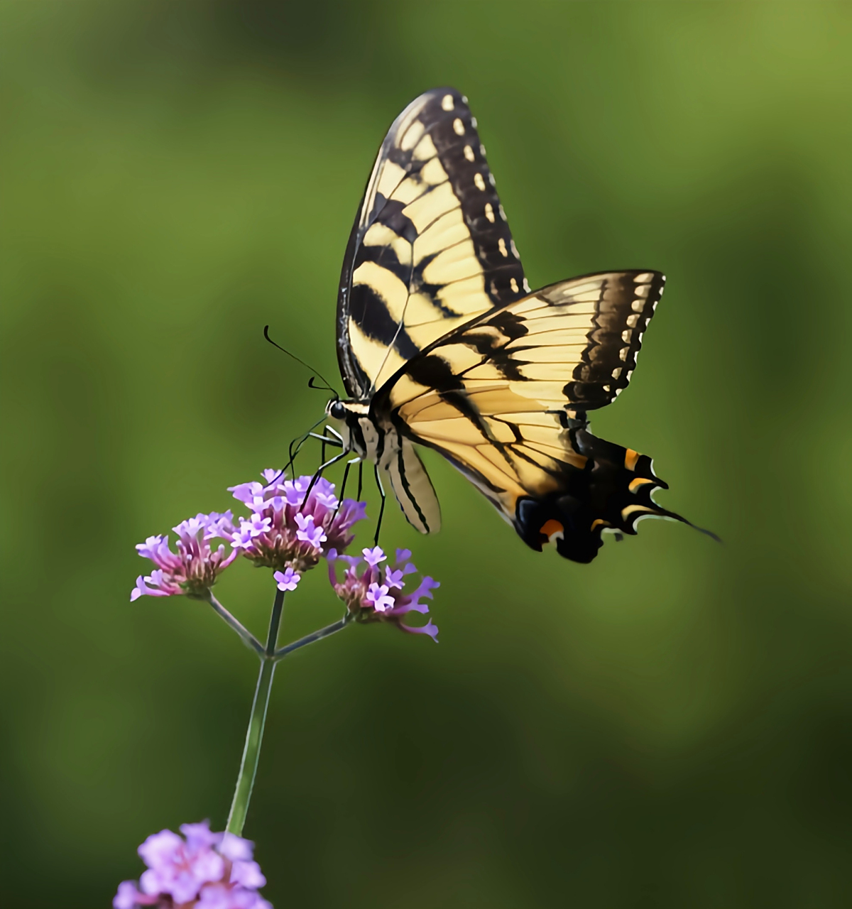 每天认识一种昆虫——东方虎凤蝶 东方虎凤蝶别名北美大黄凤蝶,是北