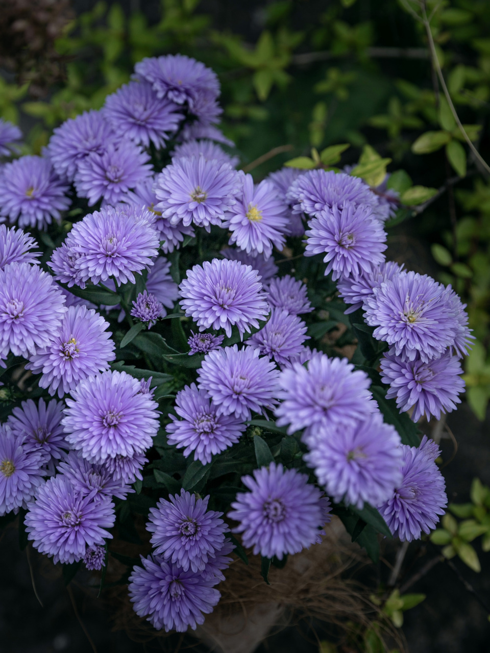 耐寒又耐热的紫色小花—荷兰菊紫菀 每到9月北方的紫菀(荷兰菊)成片