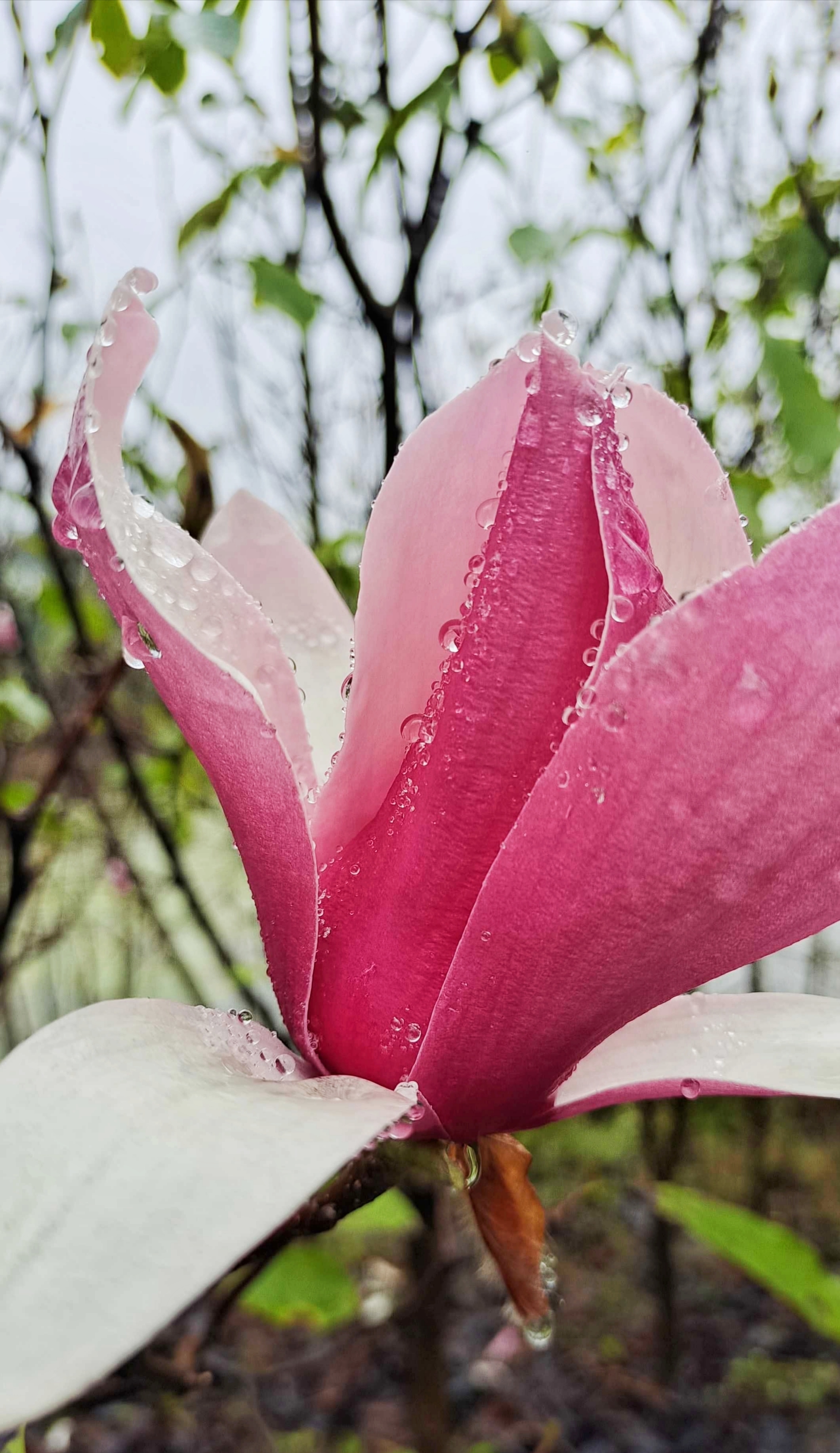 雨夜花花雨夜夜里花儿图片