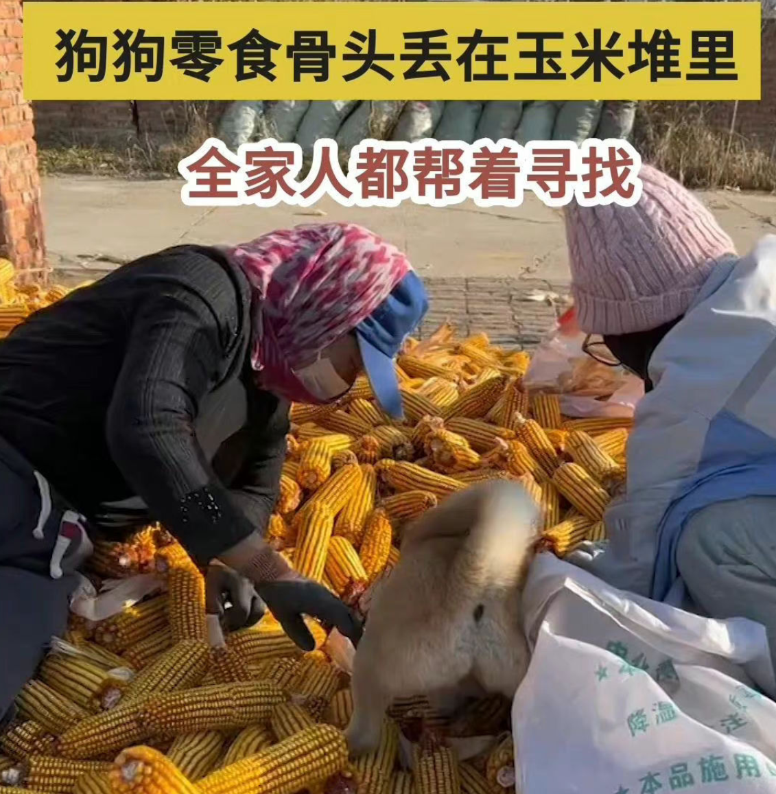 狗狗零食掉玉米堆全家帮寻找 网友笑称全网最幸福的狗子全家人都宠着