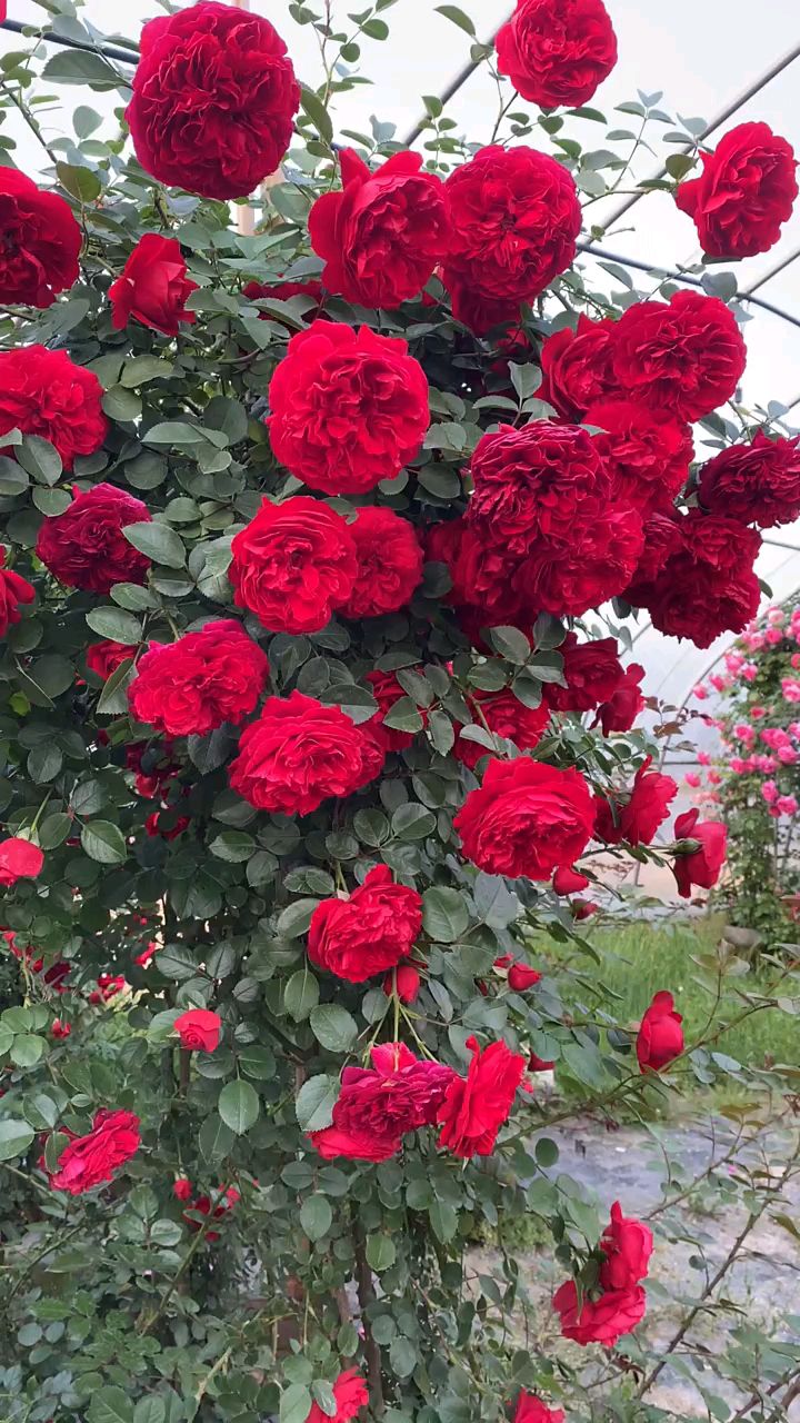 藤本月季弗洛伦蒂娜花量多花期长多季循环开花-度小视