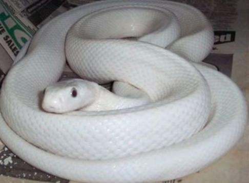 白蛇怀孕图片