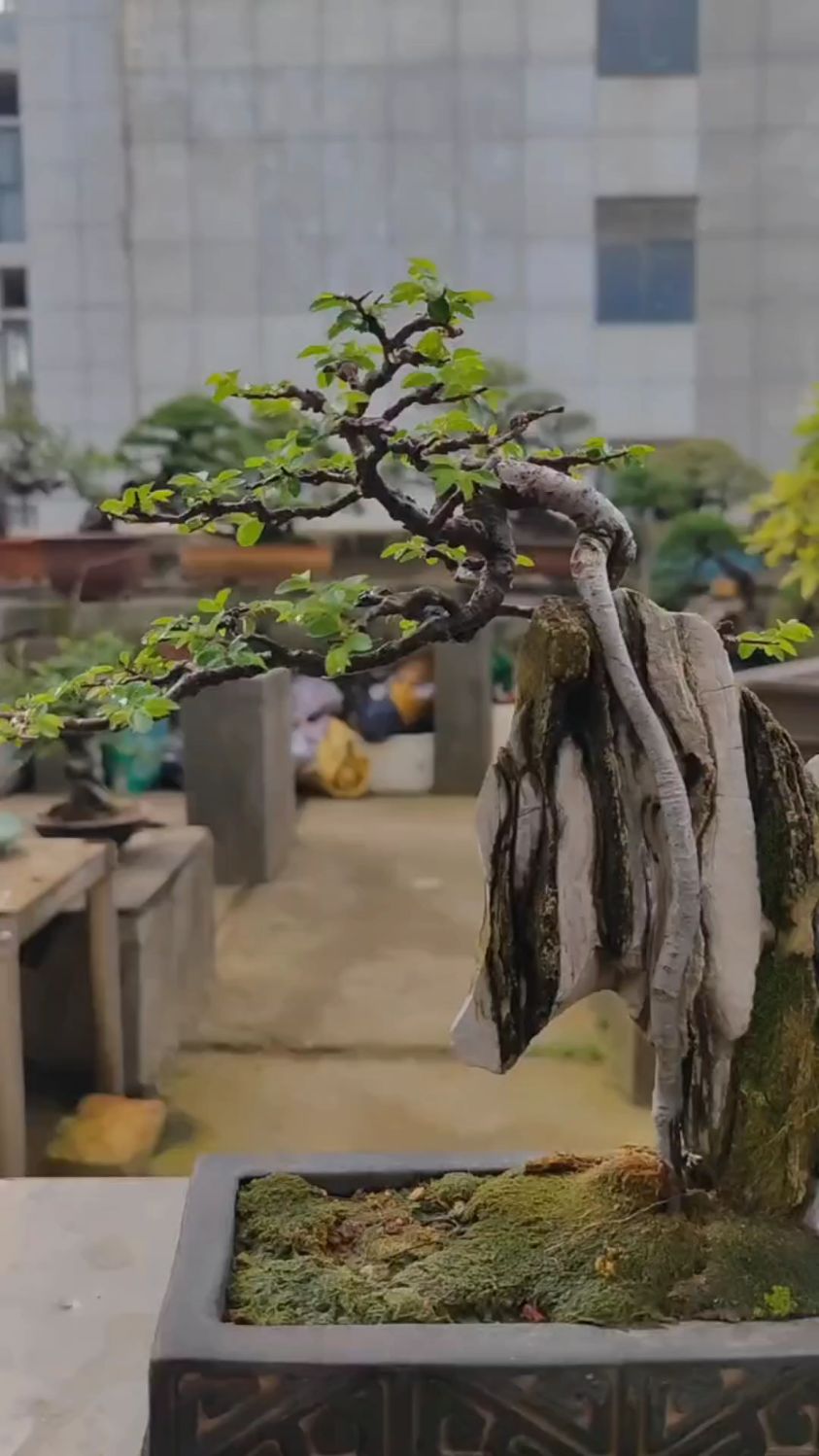 精品附石榆树盆景