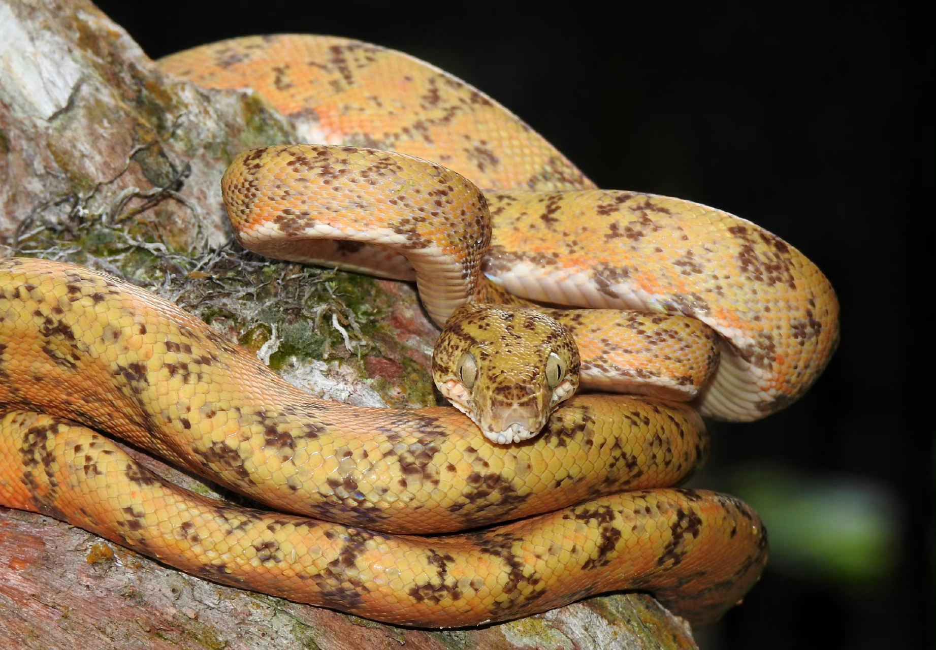 亚马逊树蚺corallus hortulana:05树蚺是当地唯一一类眼睛会反光的