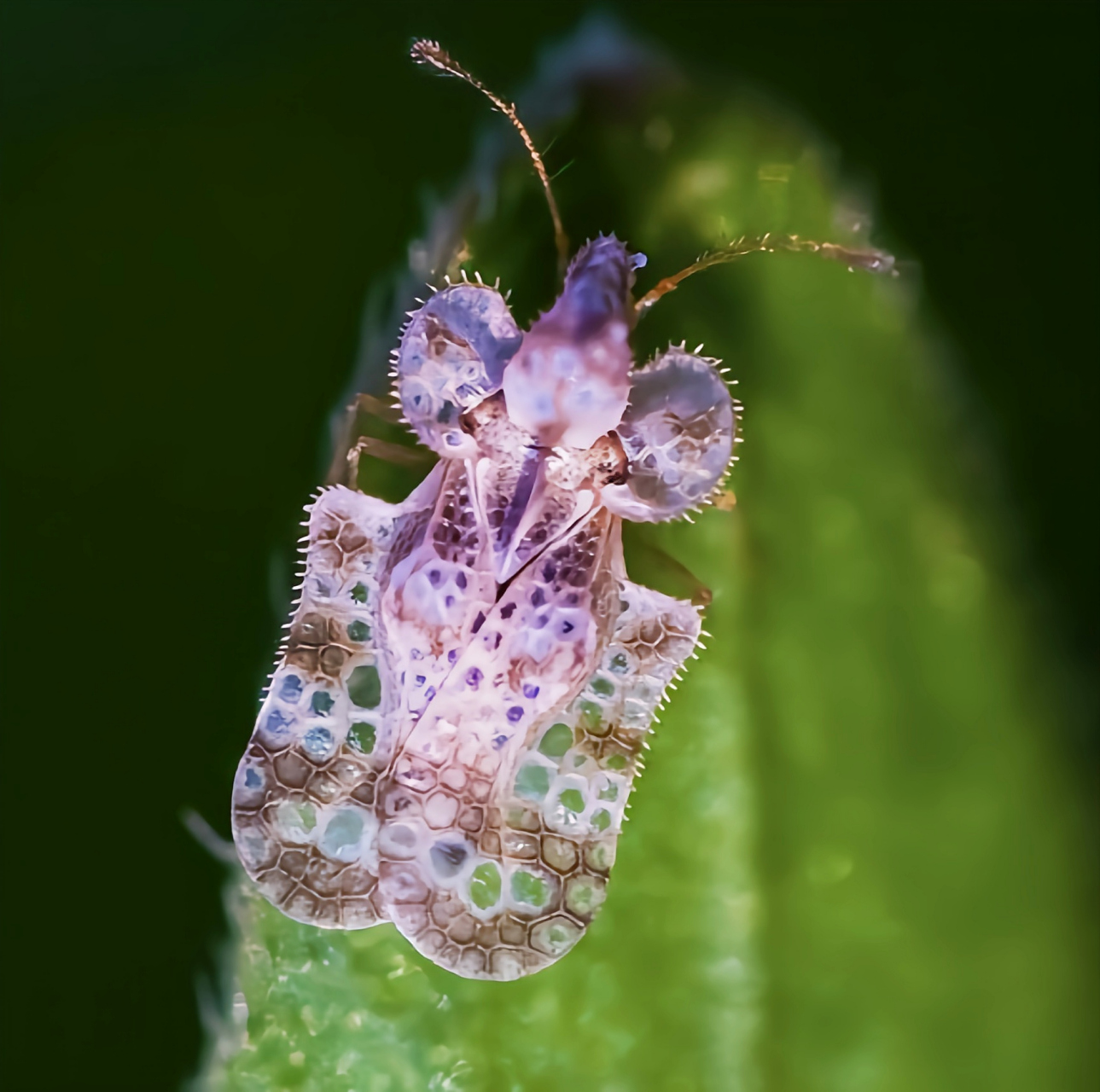 每天认识一种昆虫——网蝽 网蝽是半翅目,网蝽科的统称,包括长头网蝽
