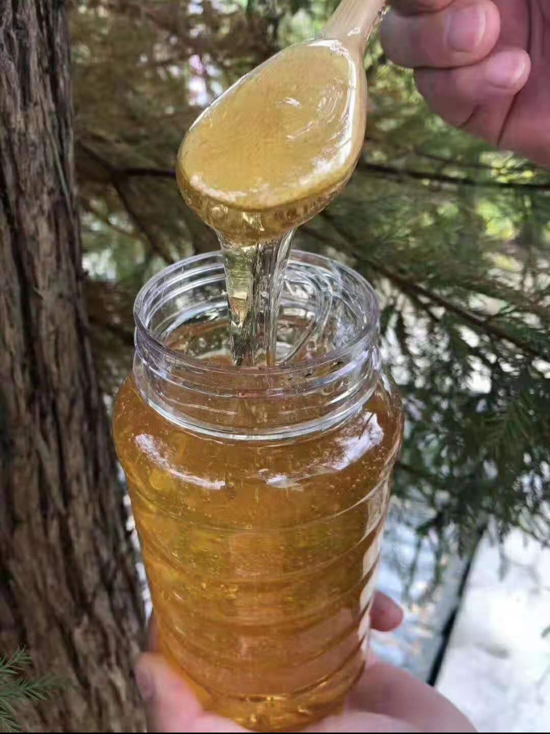 自家养中蜂白花蜜