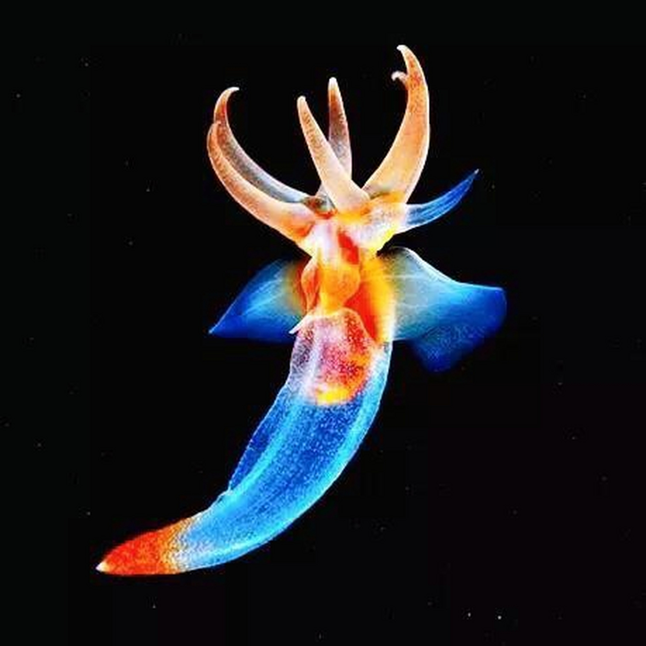 海天使～珍稀而美丽的冰海精灵,五彩斑斓,五颜六色好看!