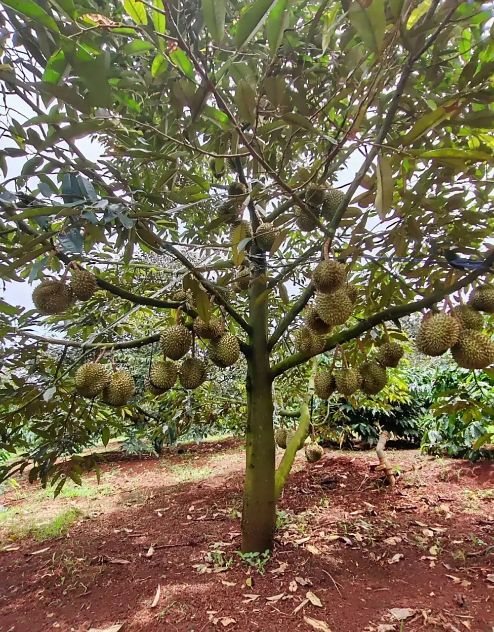 海南大规模种植30000亩榴莲树,终于迎来大丰收,不少