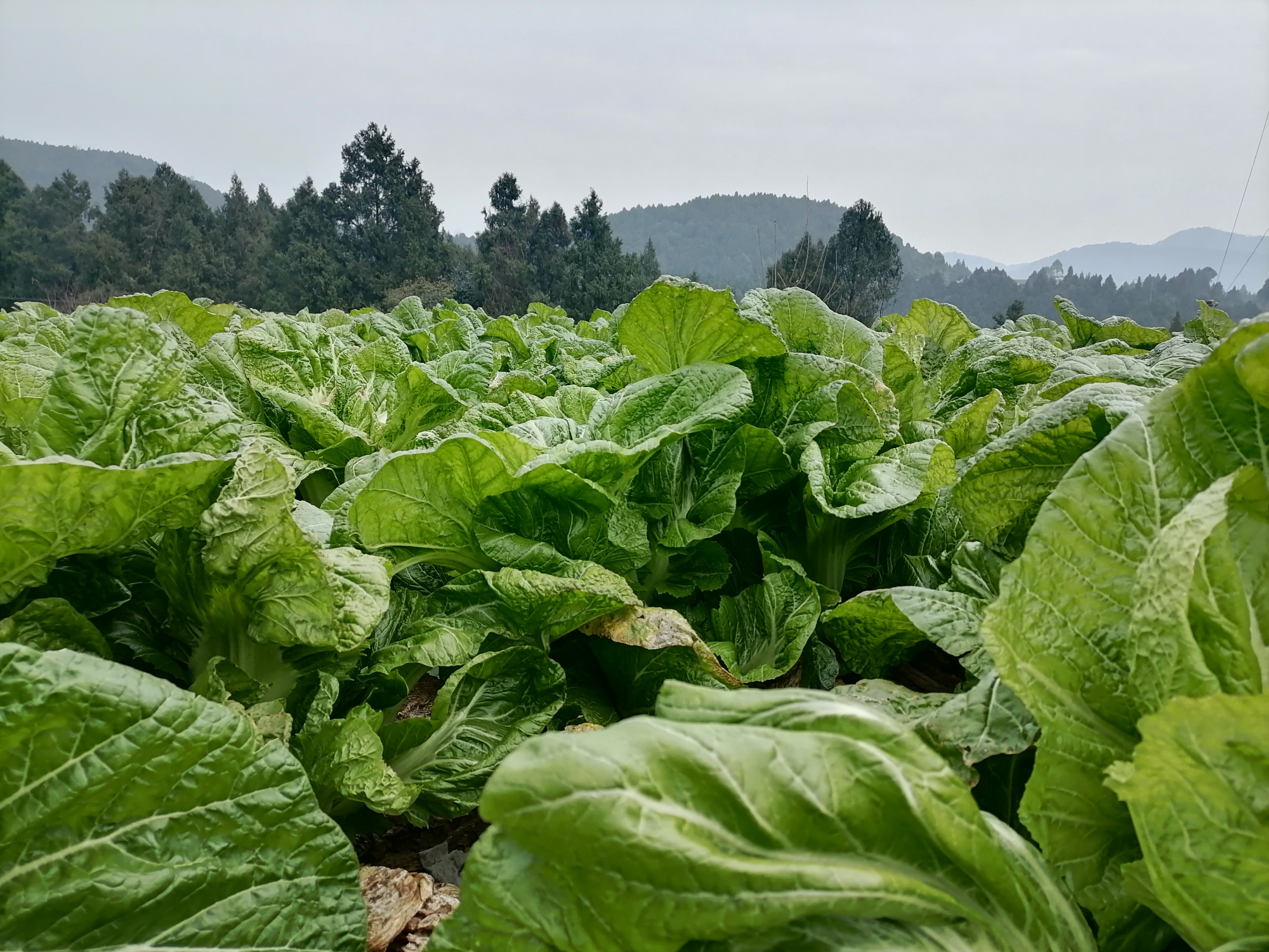 四川梓潼:2万亩青菜丰收 供应食品企业做原料