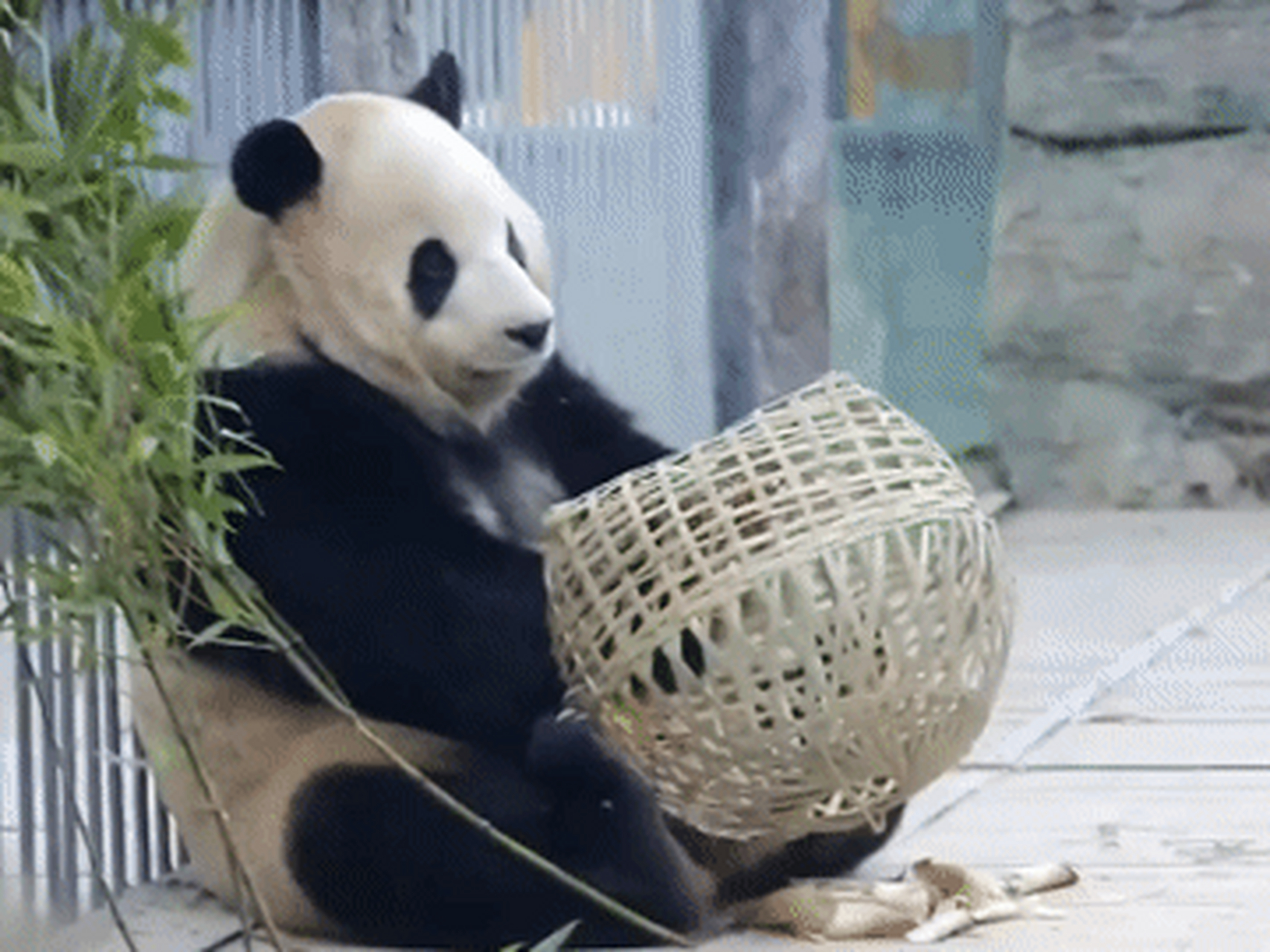 竹笋被藏在竹灯笼里,熊猫胖大海左瞧瞧又看看,想要下口却又怕把灯笼