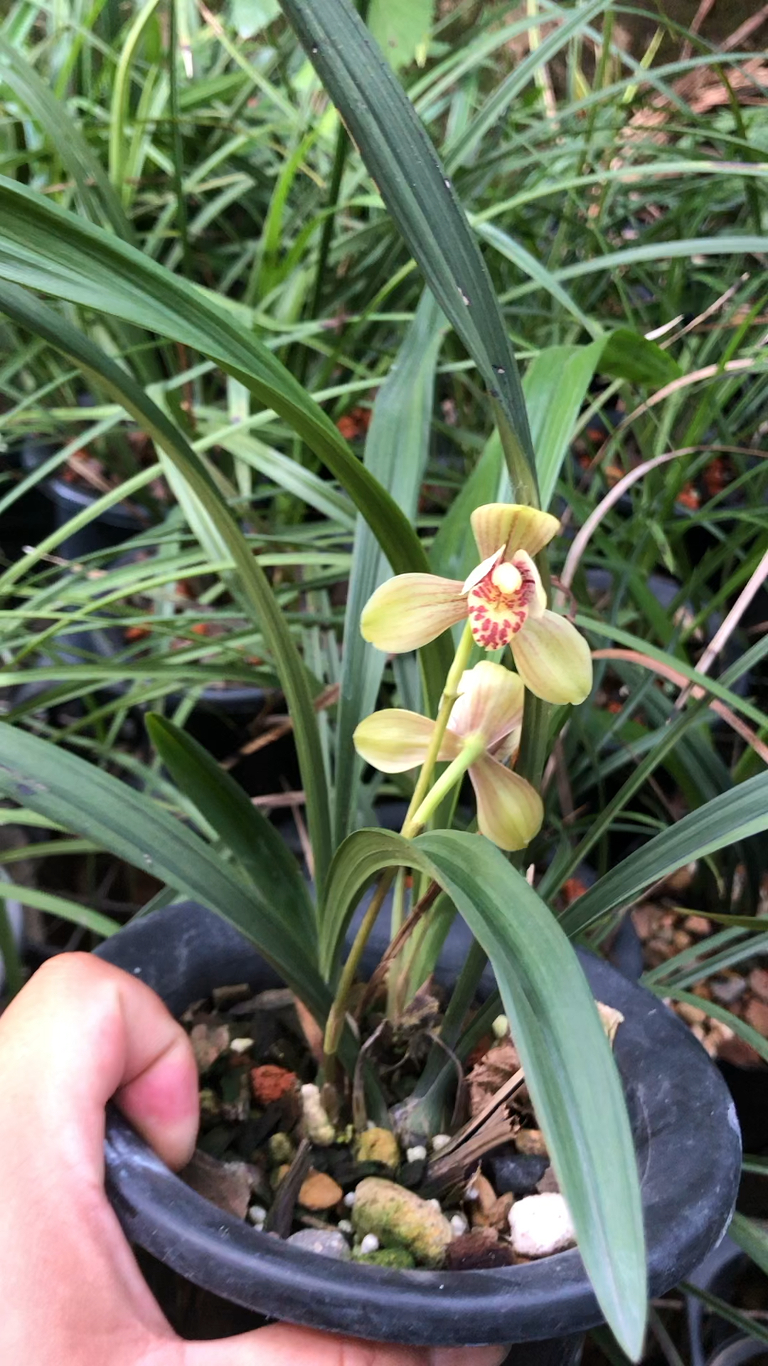 兰花建兰八大名品君荷开品鉴赏