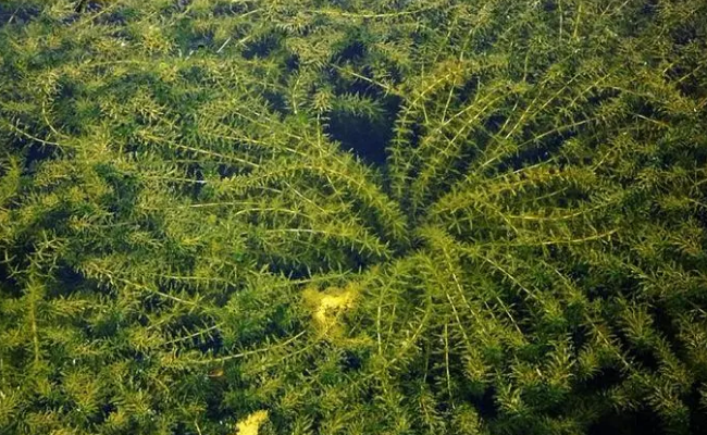 轮叶黑藻直接丢水里能活不
