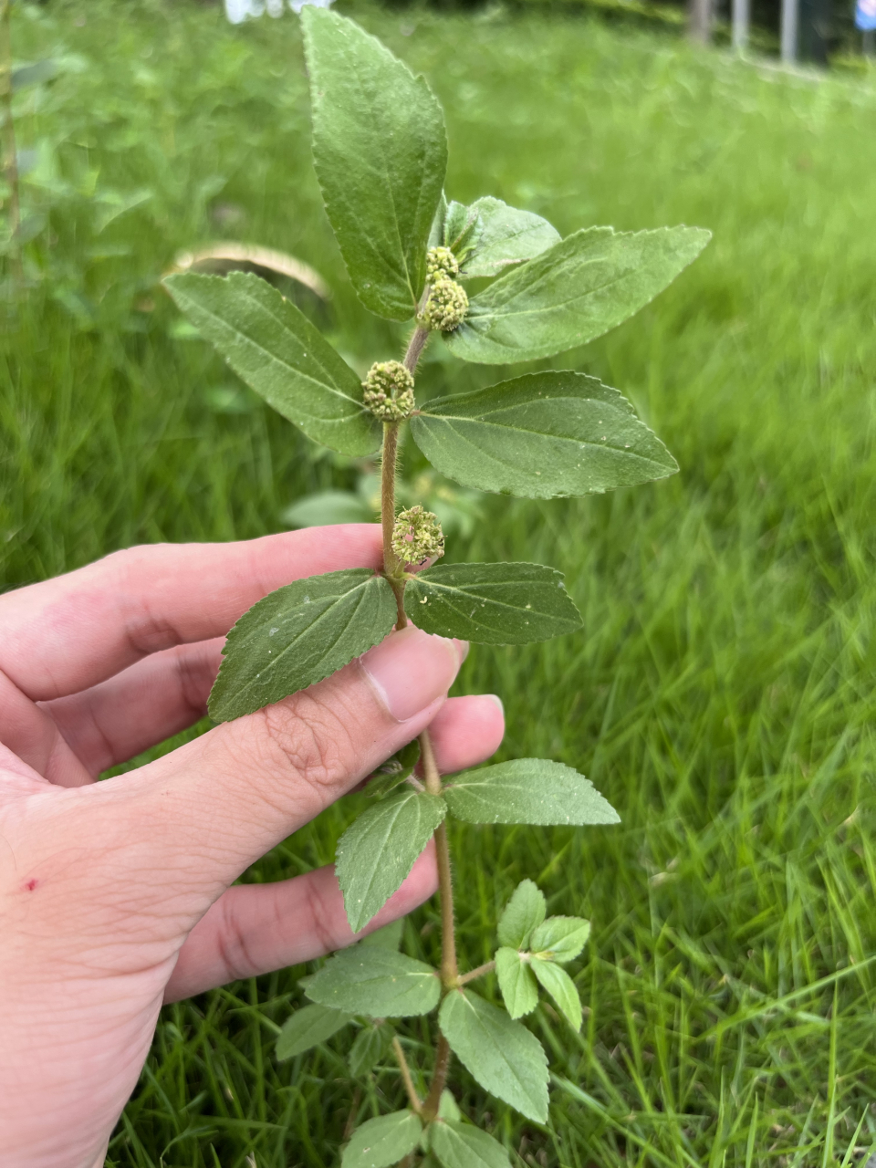 今天外出挖飞扬草,飞扬草是常见的本草.