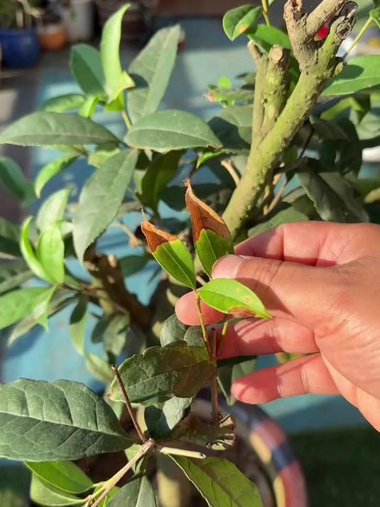 桂花叶片黄叶,还哗哗掉叶子,多半是病害在作怪