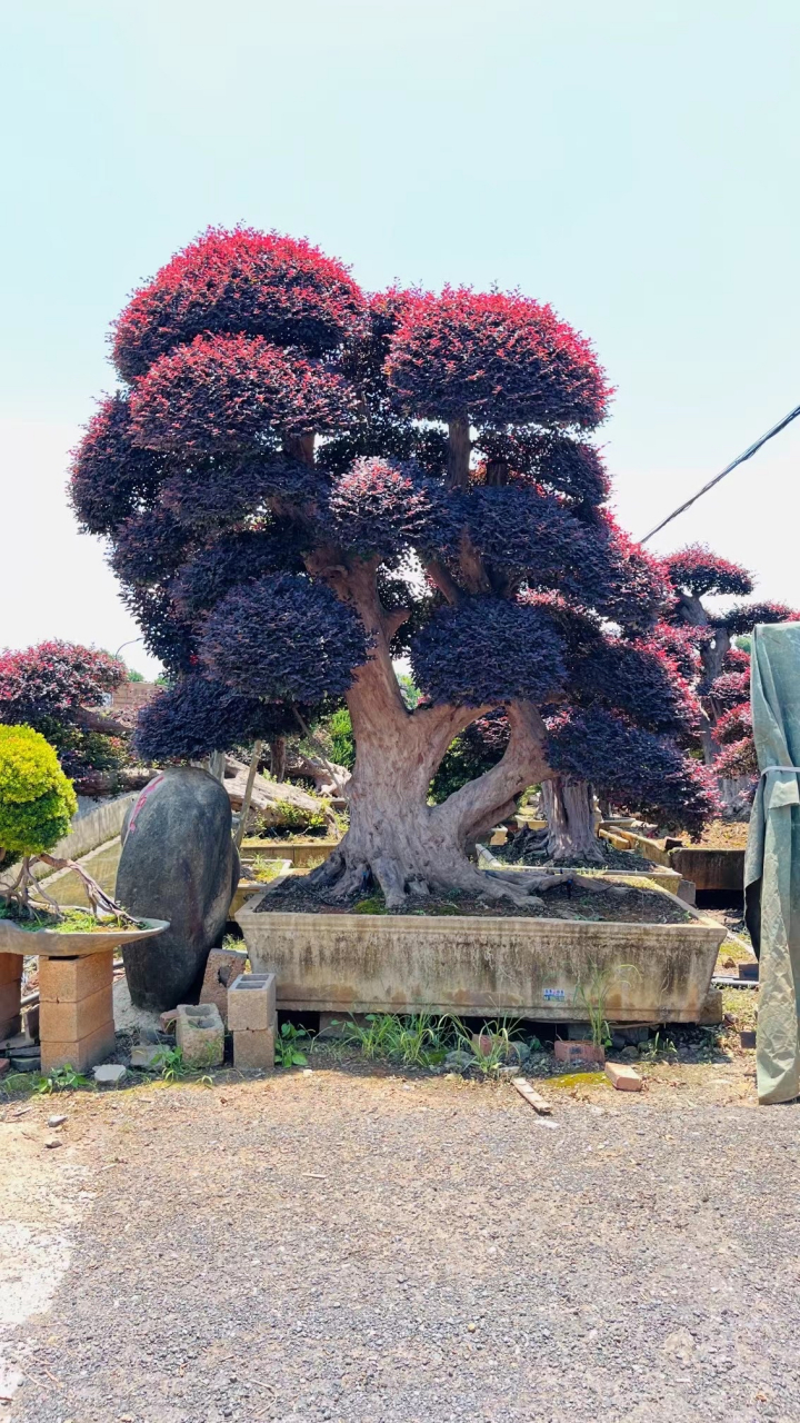 这样的一颗大型红花继木盆景,如何?大家来一起欣赏