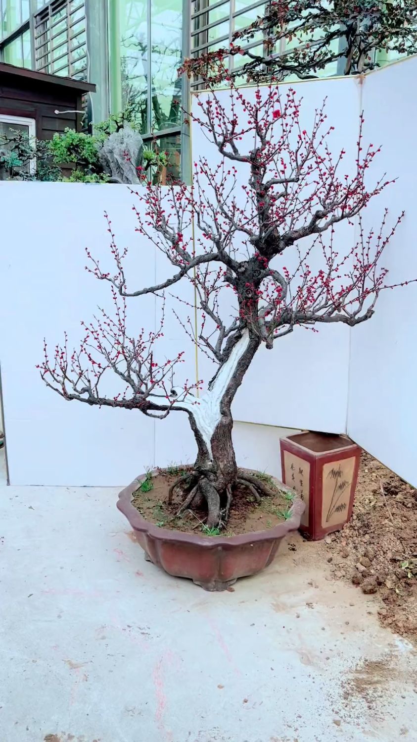 红梅老桩耐寒耐旱南北方都可以栽植