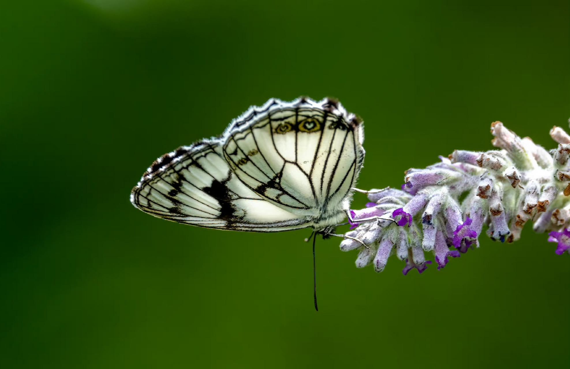黑纹粉蝶 这是当时布瓦村数量最多的蝴蝶,黑白分明与花相相伴,俏也不