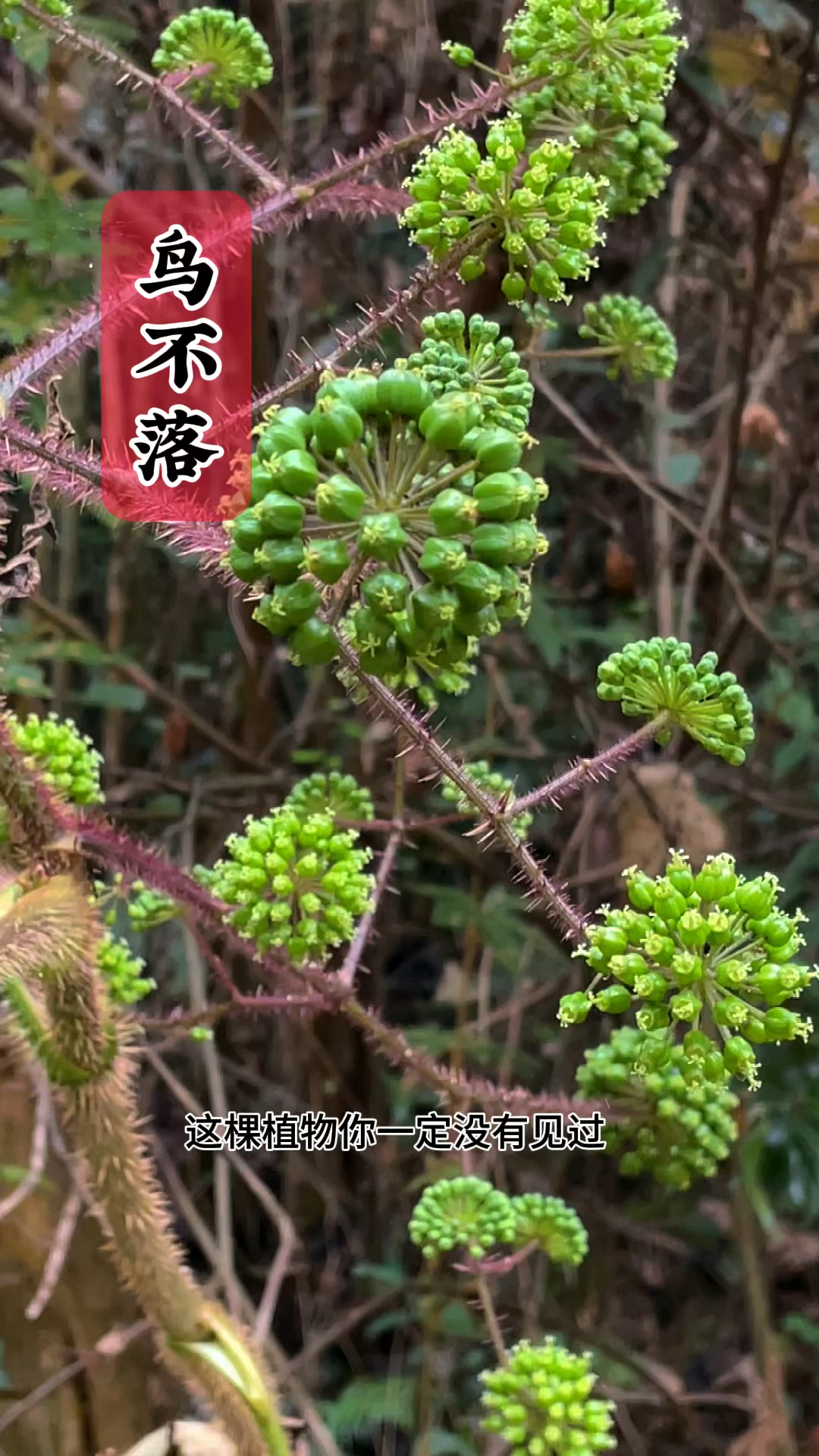 鸟不站树图片及别名图片