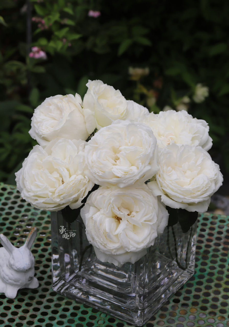 白色系大花品种推荐——伊芙·婚礼之路 目前最爱的白色系灌木切花