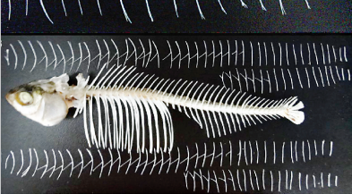 再也不怕鱼刺"锁喉"了,真正的无刺鱼即将出现在餐桌上