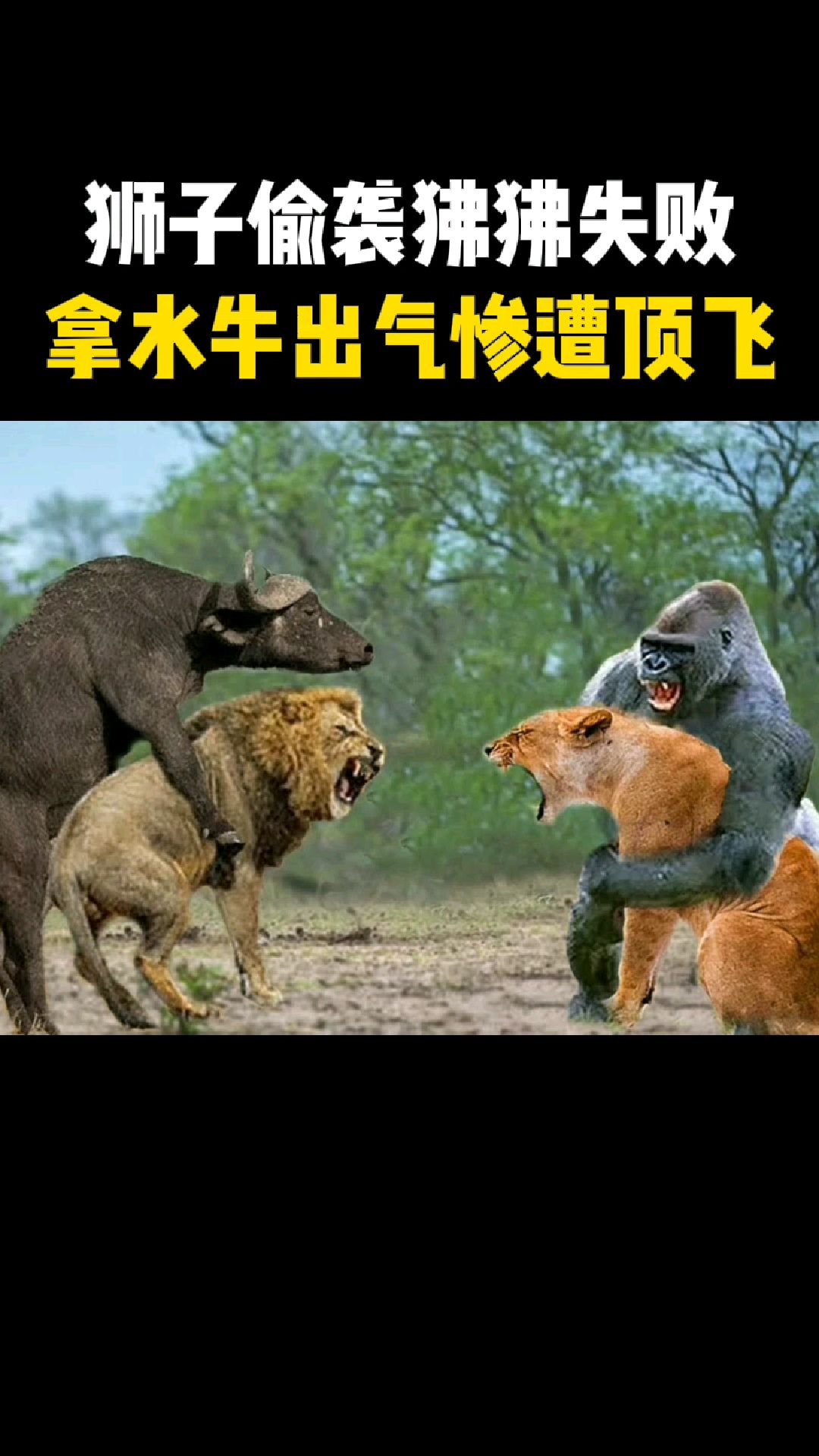 狮子偷袭狒狒失败,拿水牛出气被收拾的很惨-度小视