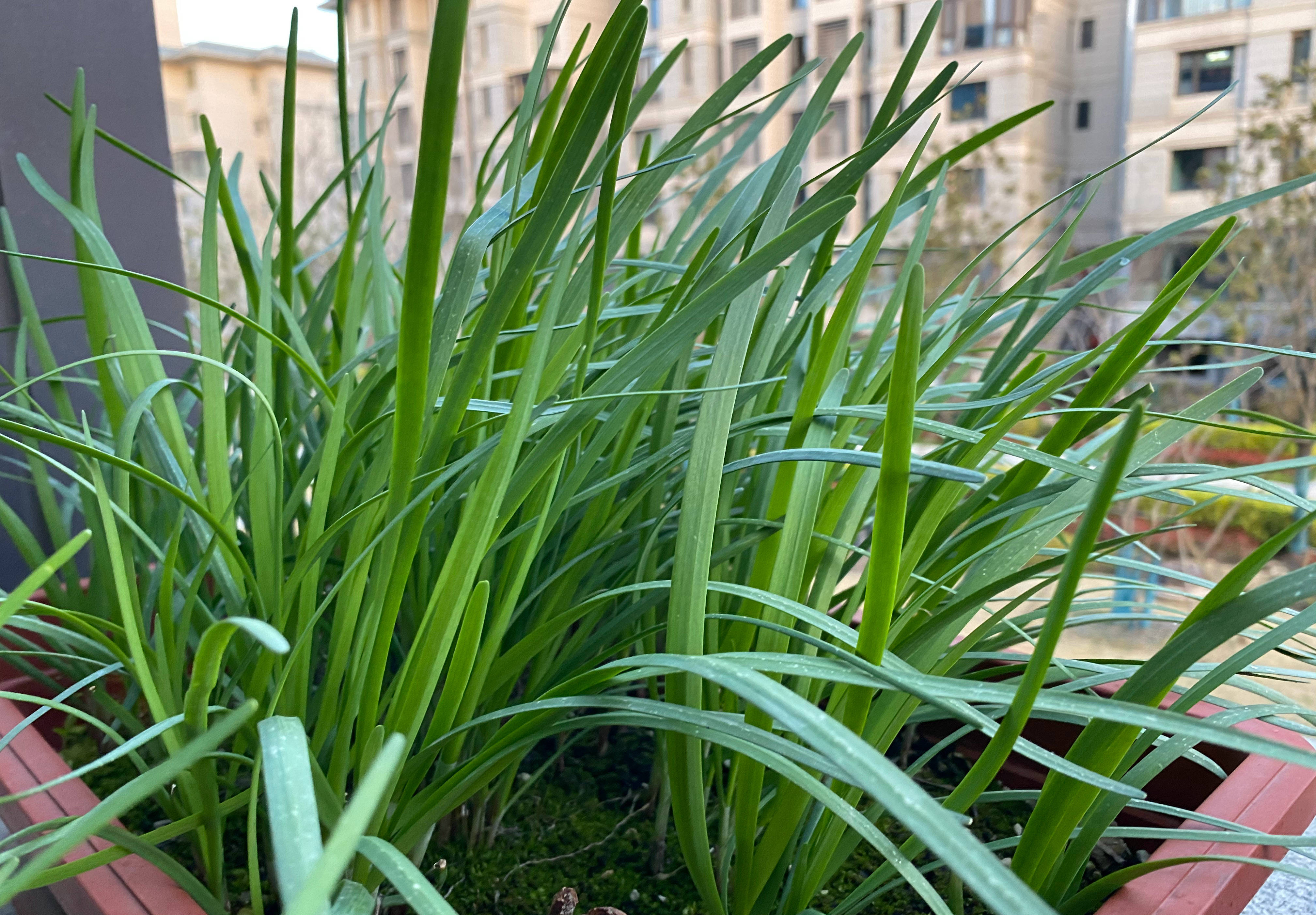 家里种一盆韭菜,只要肥水光照充足,收获不停,美观养眼美味