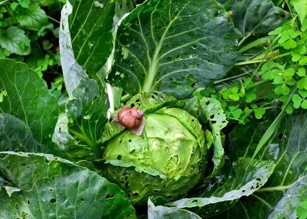蜗牛防治措施,蜗牛在蔬菜种植上有什么危害