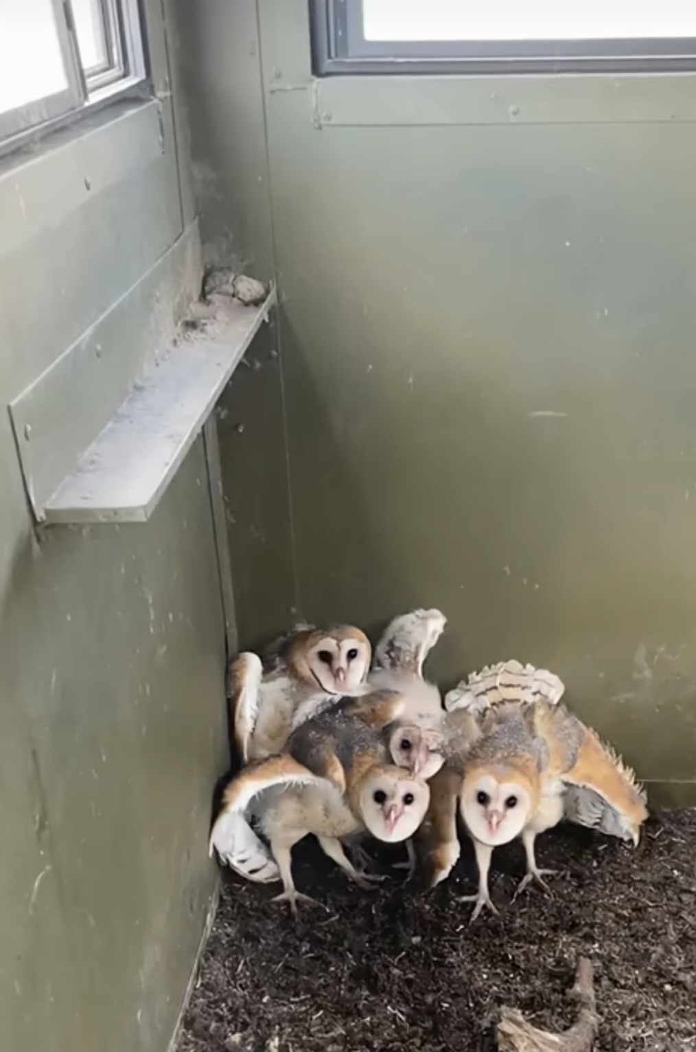 在看我再看我猴面猫头鹰