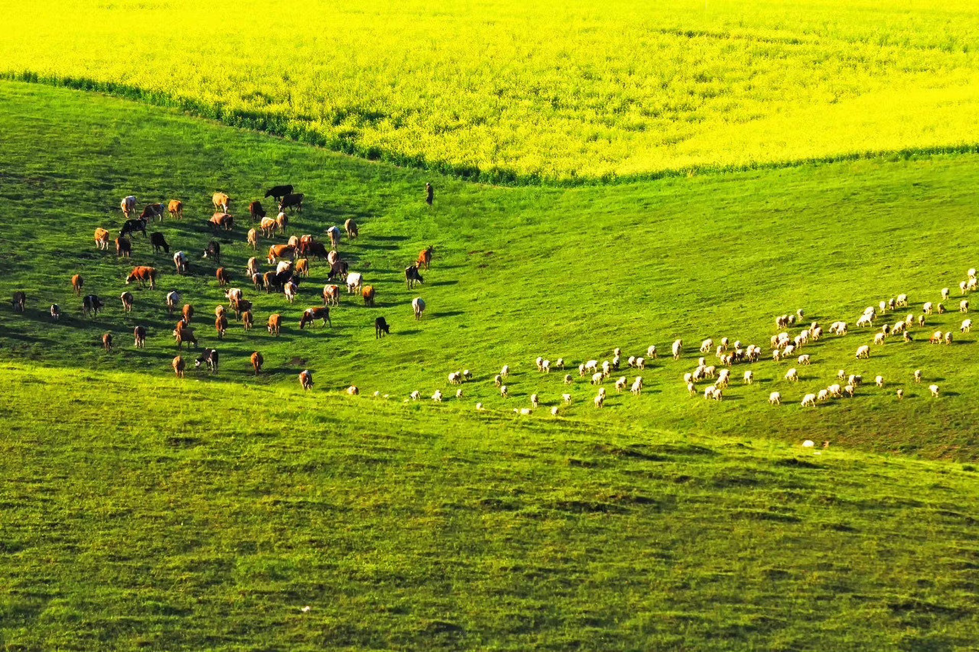 大草原|草原的宁静,自然,纯真,仿佛把人们带进了一个世外的神圣世界