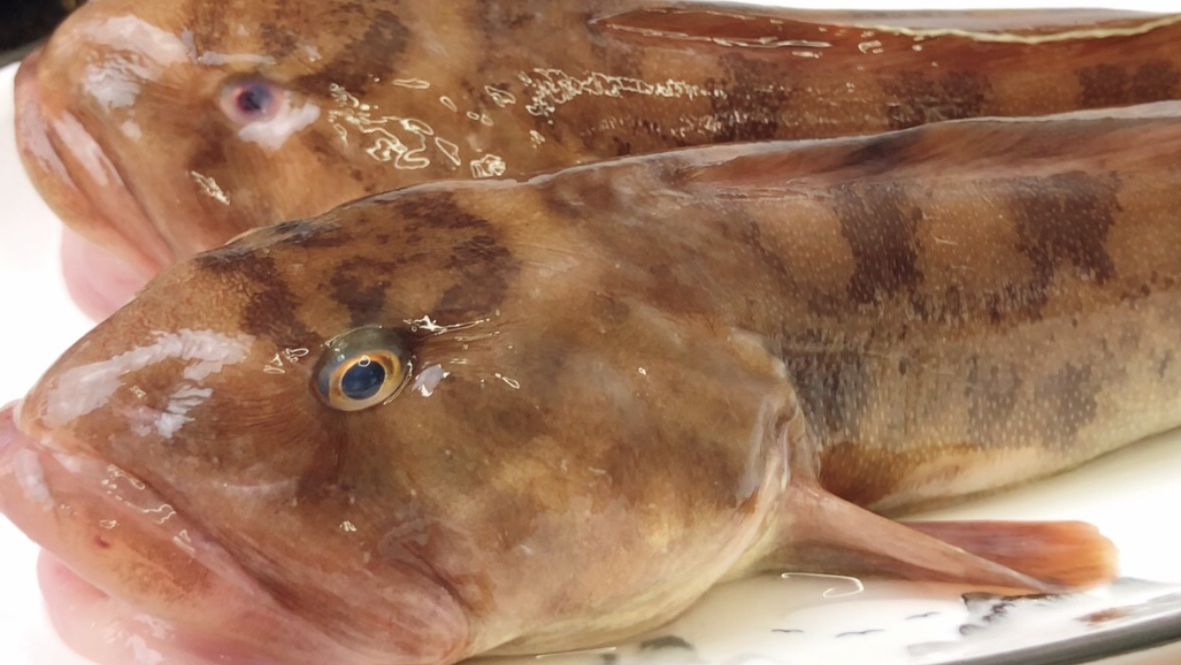 胶东大厨分享“红焖鲶鱼”教你做鲶鱼和红焖的厨房小知识,收藏了