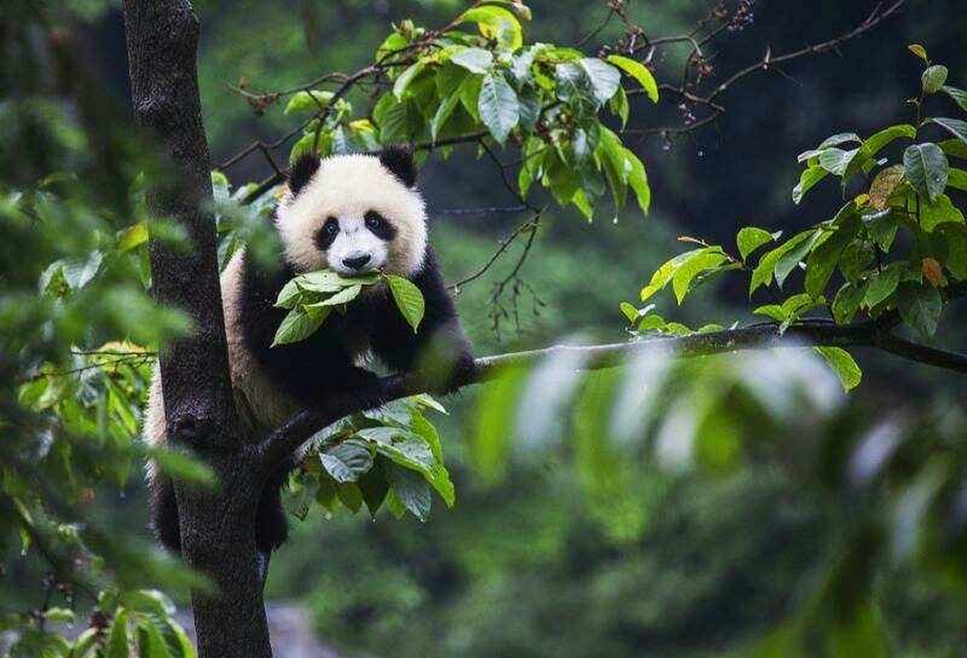 四川青川大熊猫基地是一个著名的野生动物保护区,其中最为著名的当属
