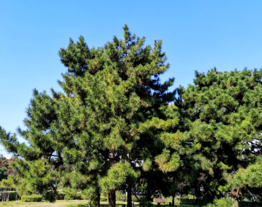 墓地用的松树是什么品种