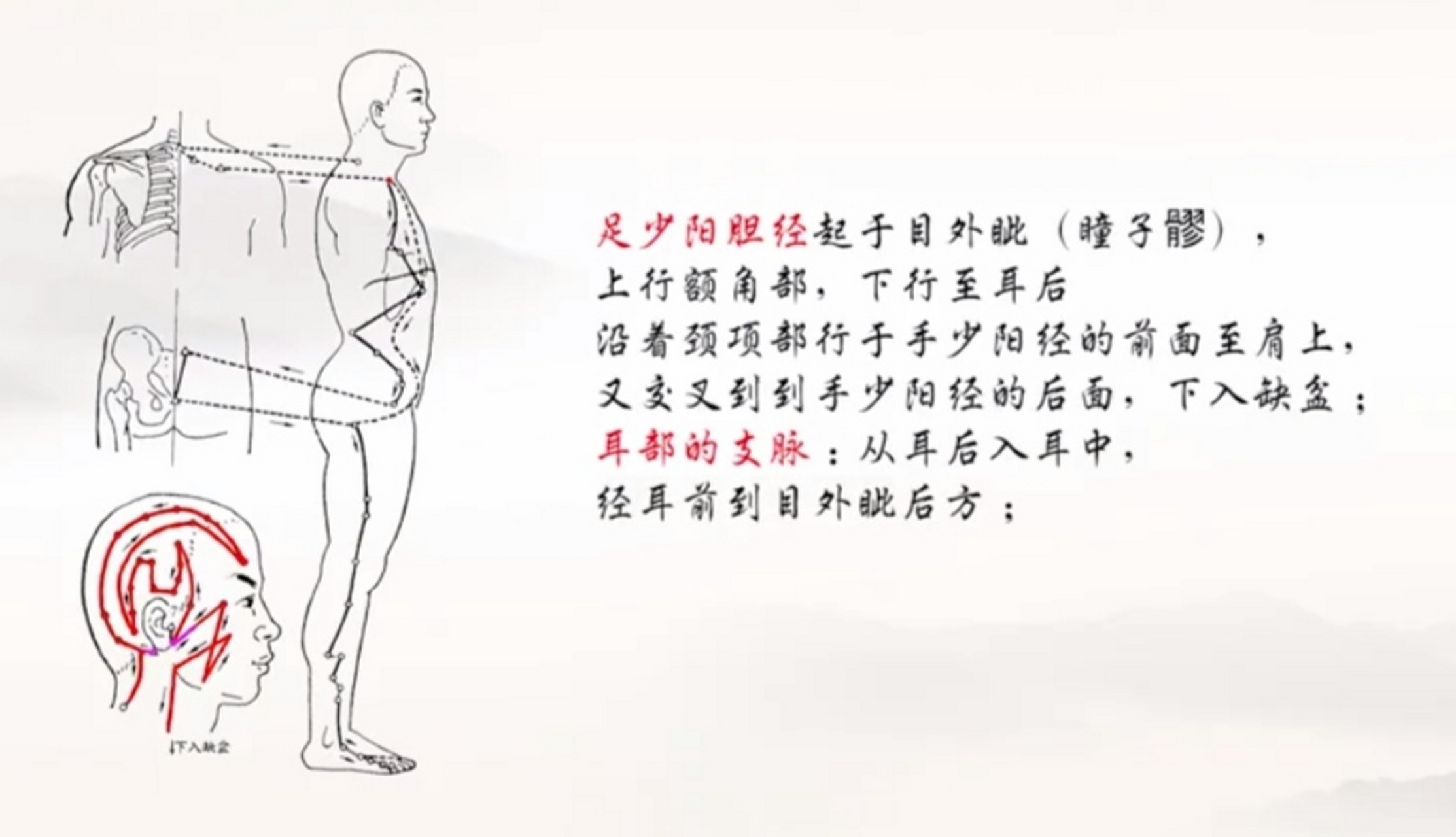 中医十二经脉11一一足少阳胆经,循行特点规律,穴位,主治