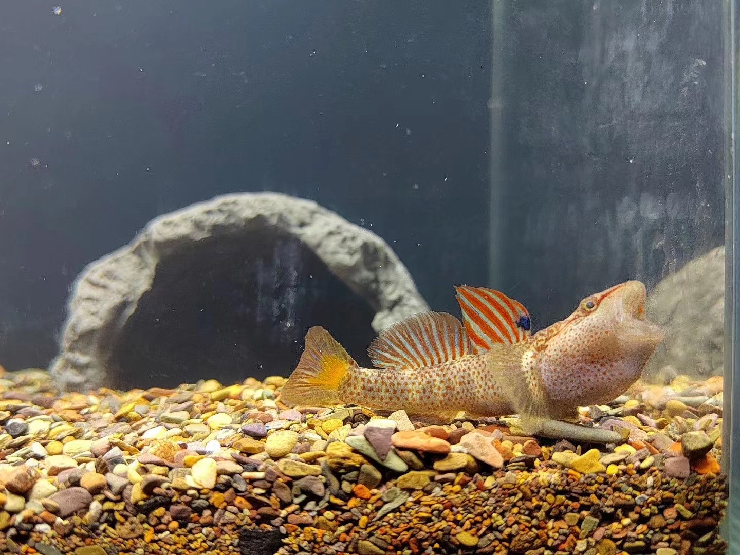 最美原生鱼-虾虎