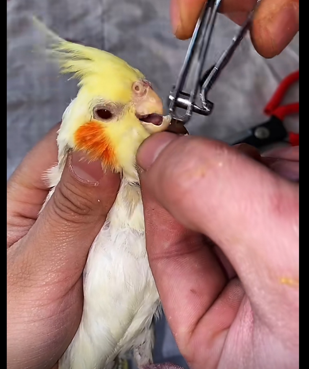 为什么剪嘴巴,看着都疼