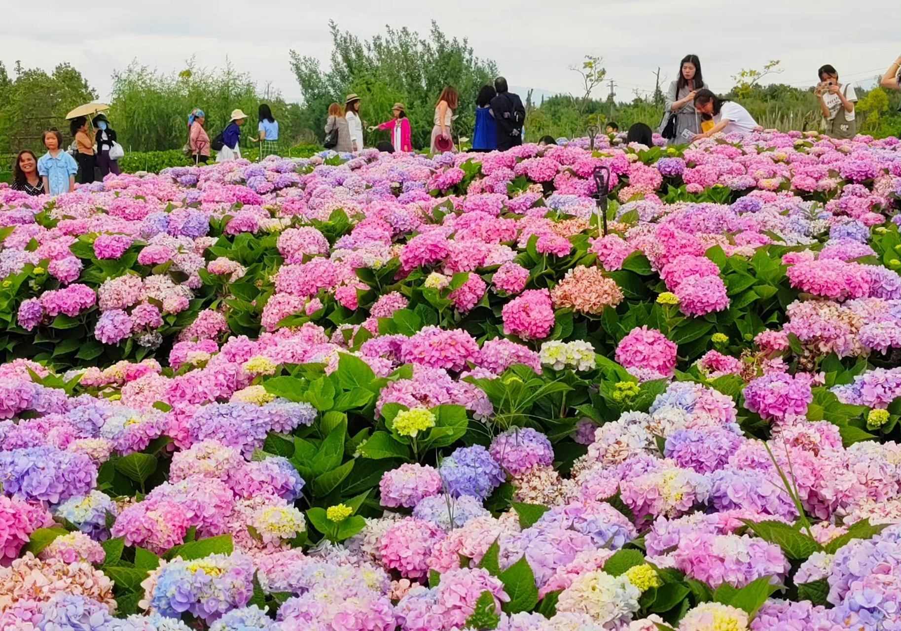 昆明斗南湿地和王官湿地交汇处,连片的绣球花正在盛开.