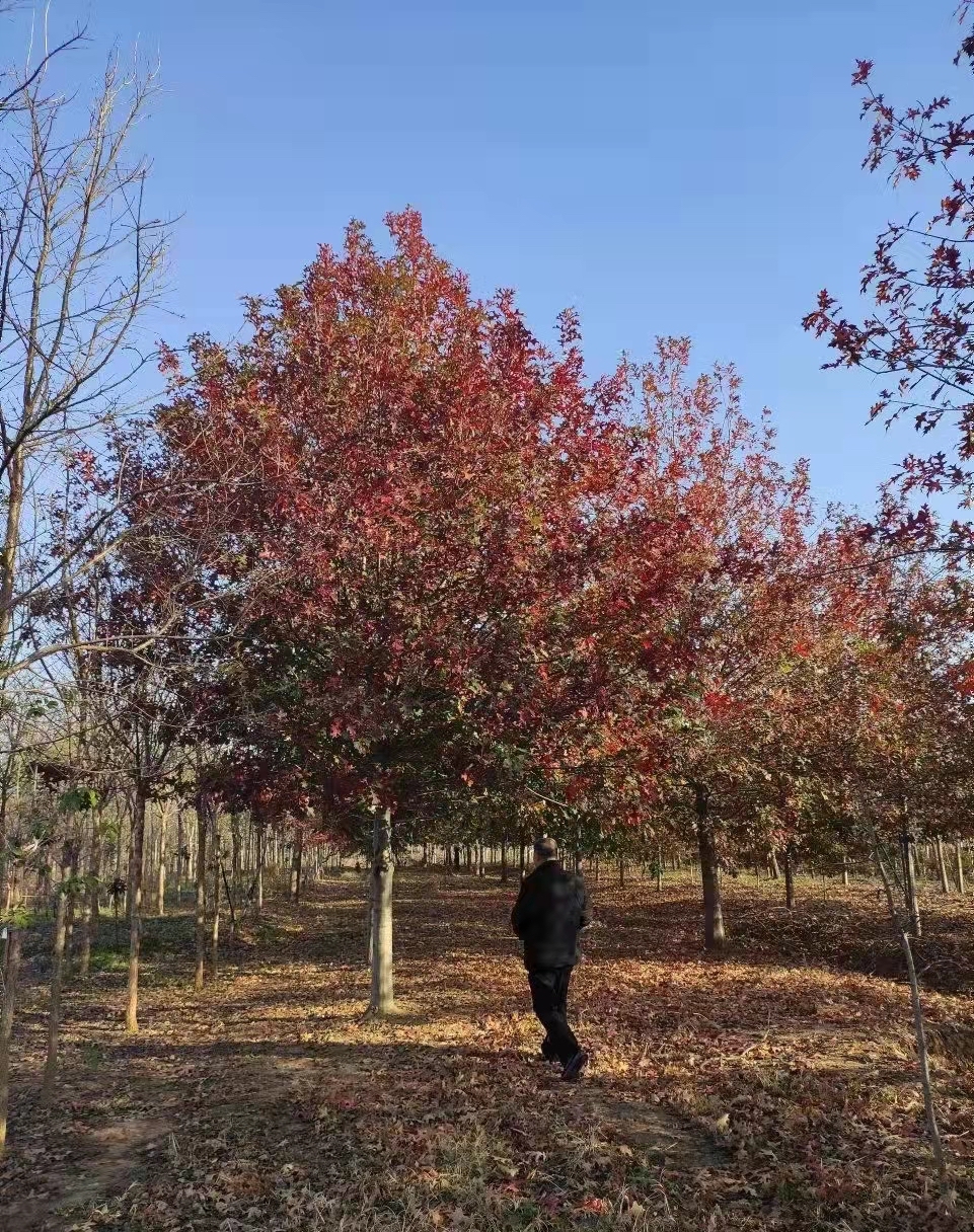 娜塔栎价格—娜塔莉价格—娜塔栎树苗最新报价表—娜塔栎多少钱