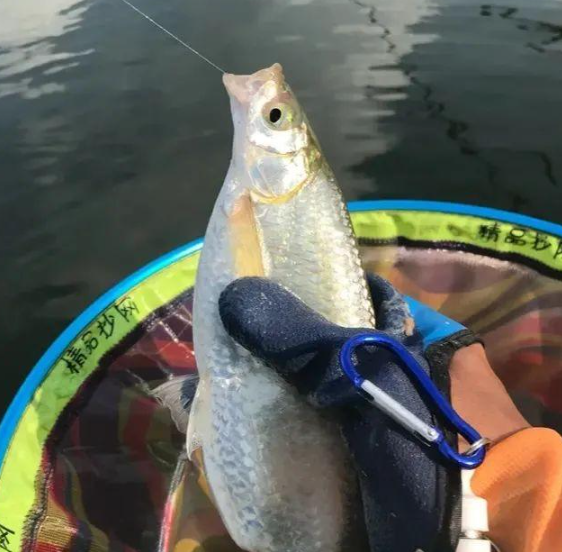 野钓时鱼不开口咋办?高手总结出了这"5大招",开启连杆模式!