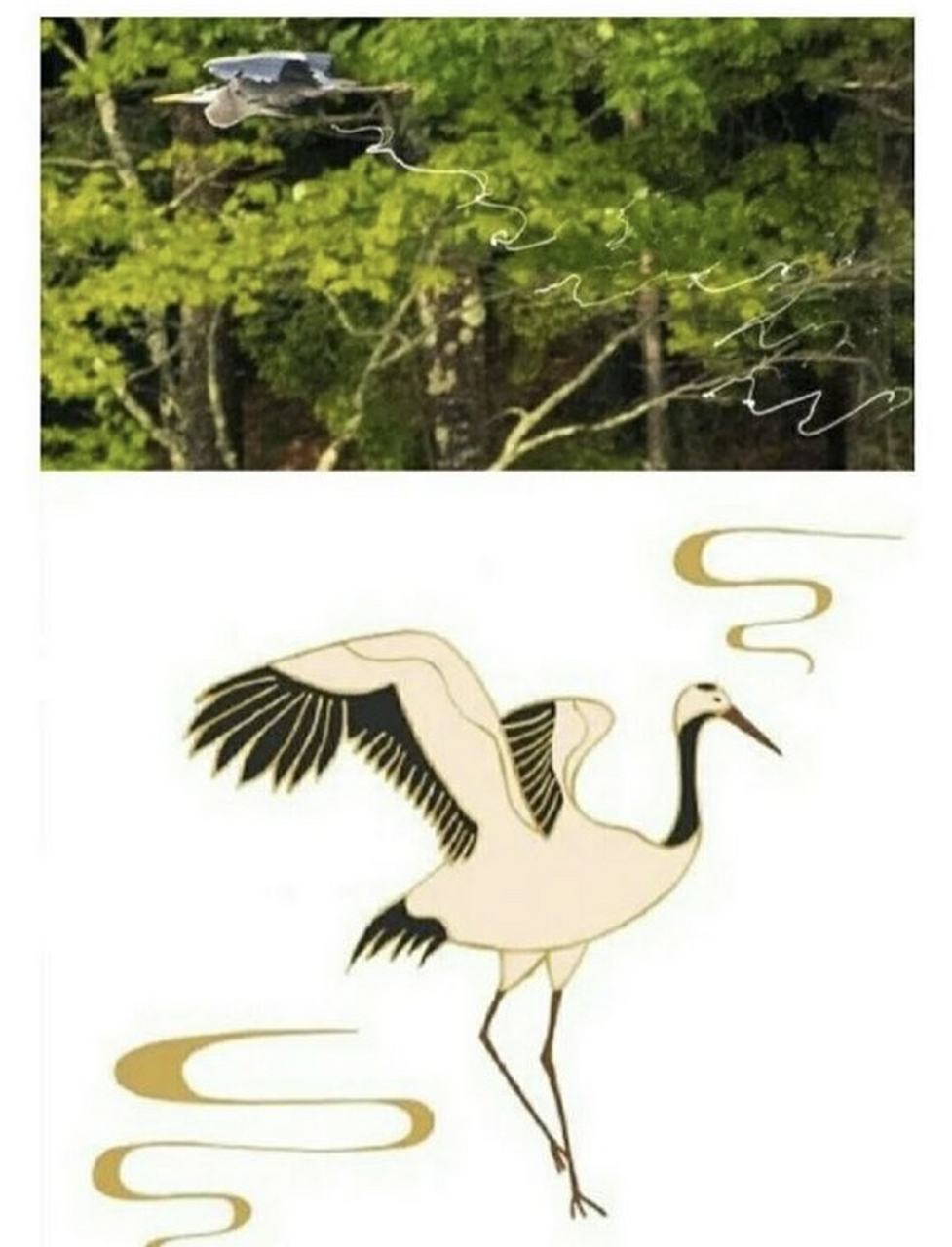 摄影师拍到了飞鹤在空中拉翔的画面,这可不是后期p图做出来的效果