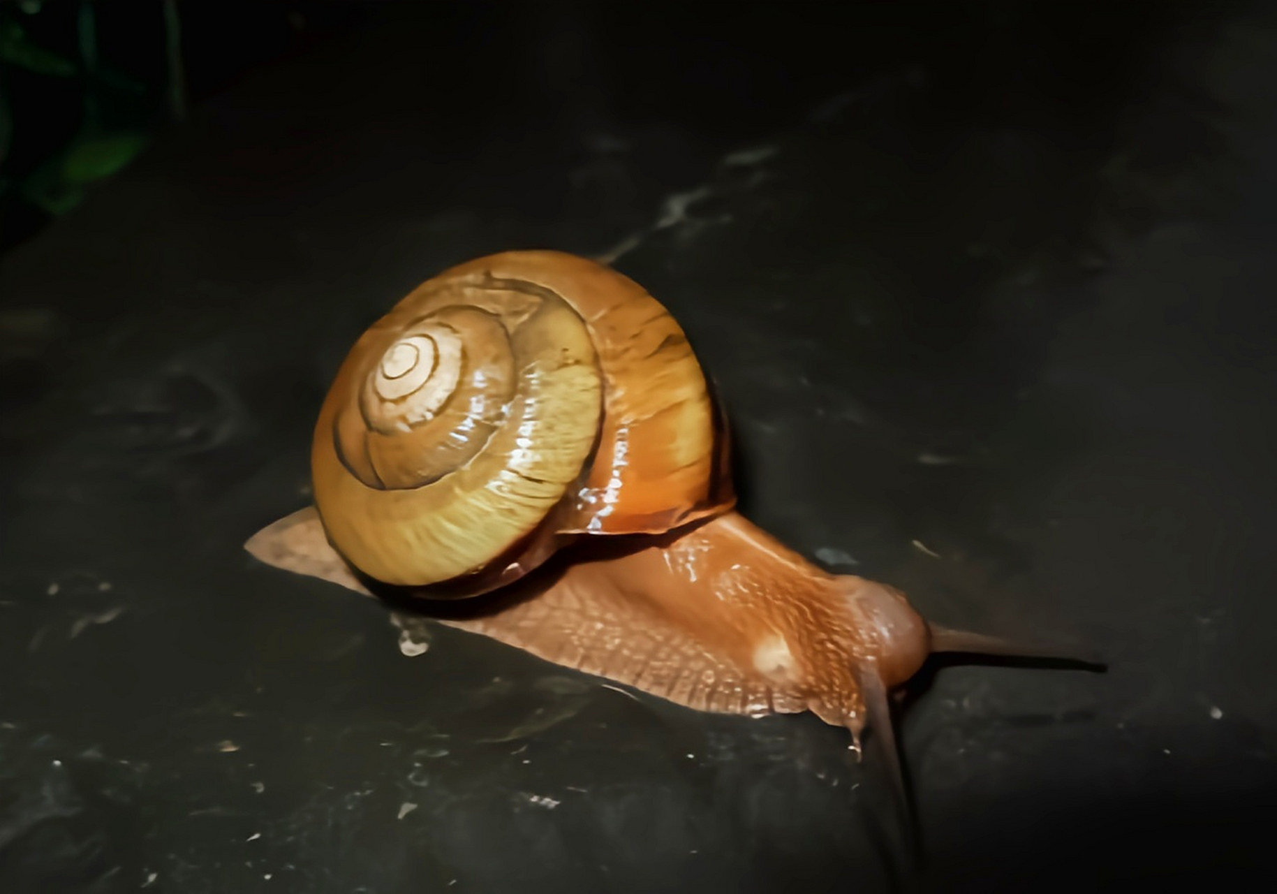 每天认识一种动物——江西巴蜗牛 江西巴蜗牛分布于我国黑龙江,河北
