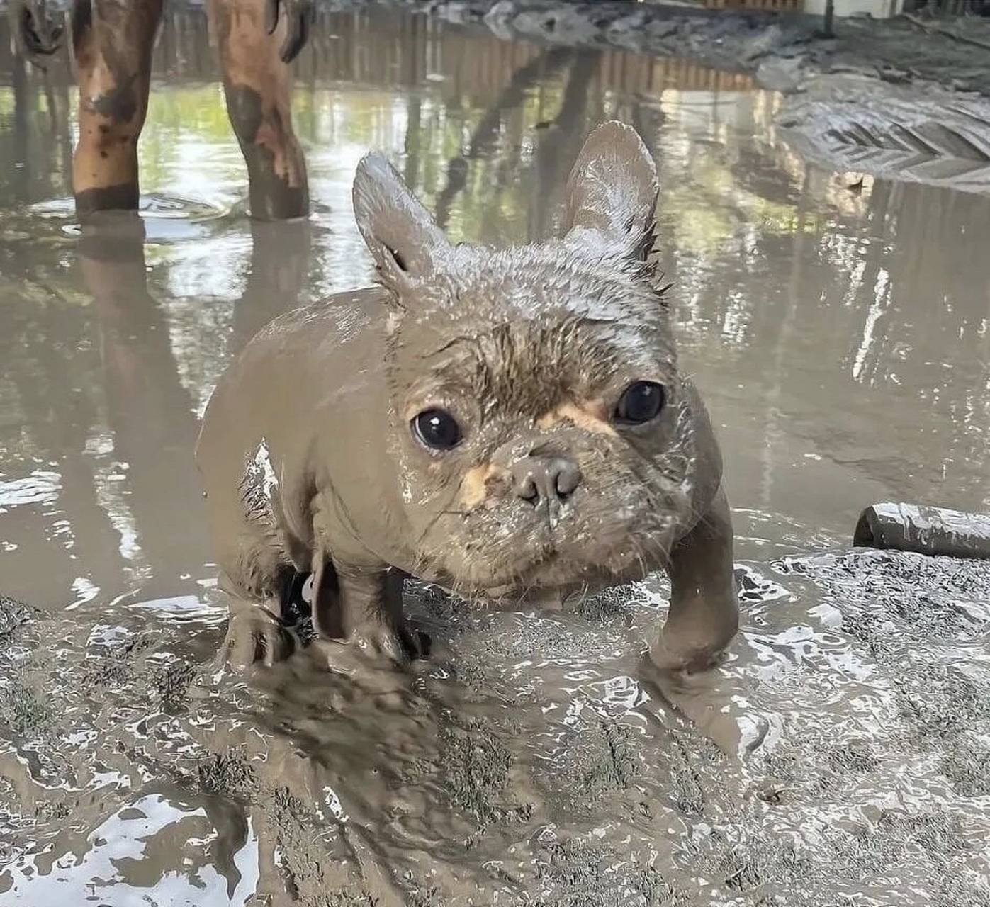 带狗狗出来玩一转眼功夫不见了,一转身看到泥潭爬出个河马.